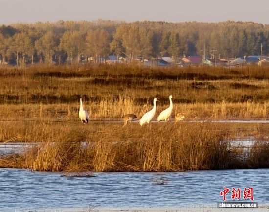 �ؚw�QȺ�ġ�С��(����)�����˰��QȺ�w�����r �z