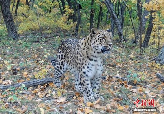 2025���ږ|���������ҹ��@�Ĕz�Ė|������(��ҕ��ý���D)