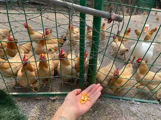 ͥԺ��(j��ng)��(j��)�B(y��ng)ֳ