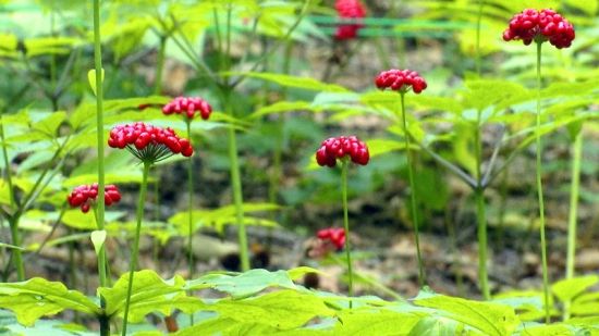 �����J�C�����D�˅������ء���Ȧ